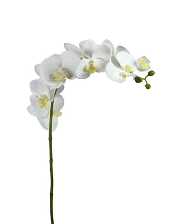 ORQ. PHALAENOPSIS 9FL/3B. 80CM BRANCA Cod: 1946-BR*