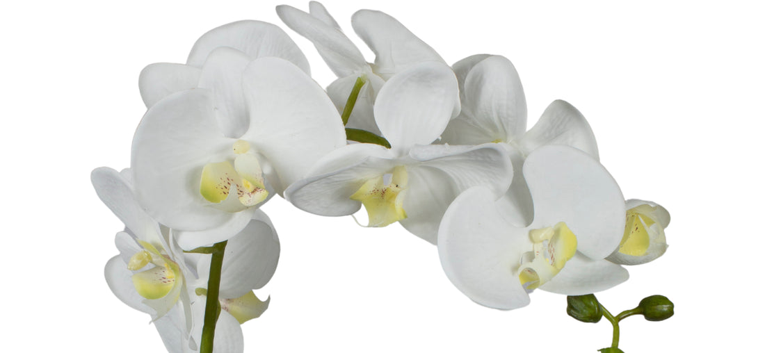 ORQ. PHALAENOPSIS 9FL/3B. 80CM BRANCA Cod: 1946-BR*