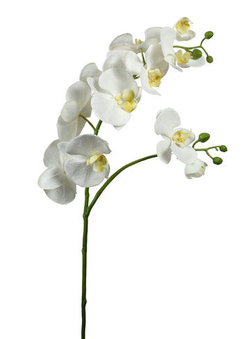 ORQ. PHALAENOPSIS 2PEN 11F/6B. 90CM BR Cod: 1949-BR*