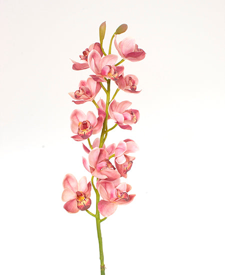 ORQ. CYMBIDIUM HASTE 78CM FUCSIA Cod: 3193-FU