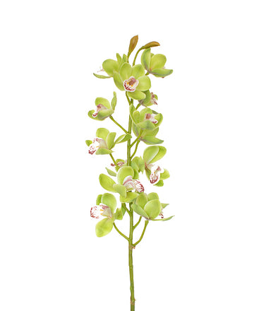 ORQ. CYMBIDIUM HASTE 78CM VERDE Cod: 3193-VD