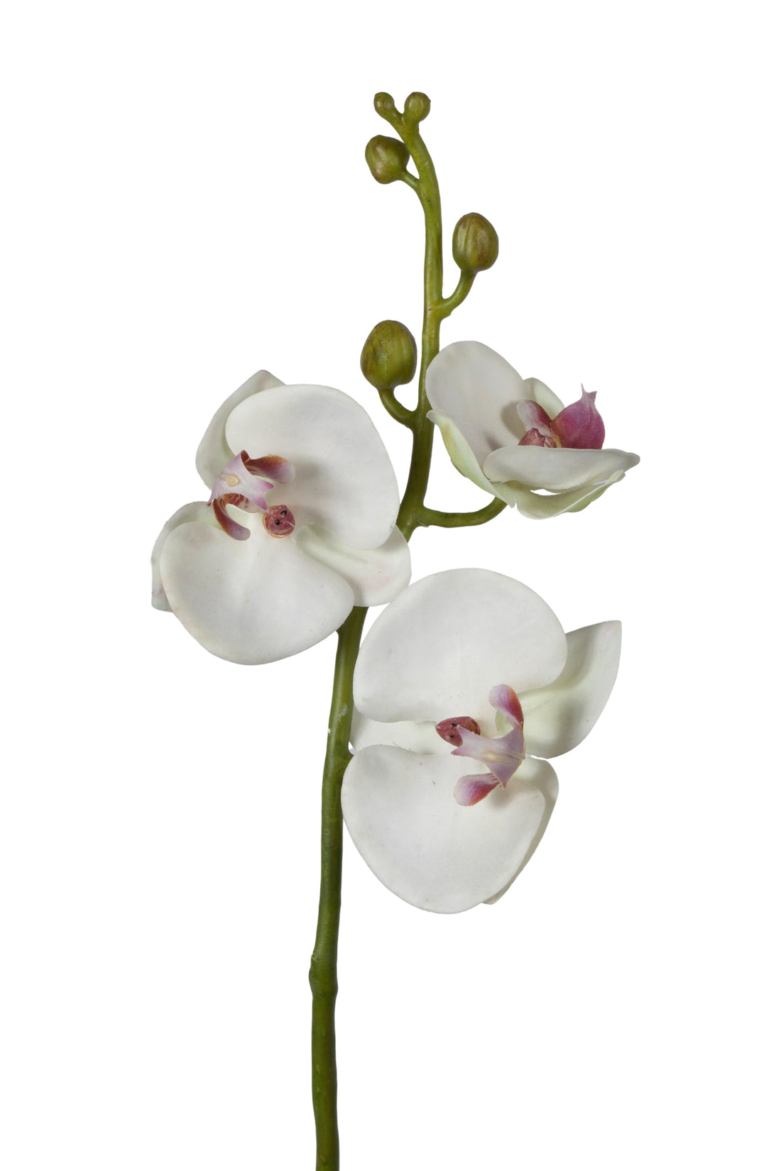 ORQ. PHALAENOPSIS C/3 FL BR 44 CM Cod: 3210-BF