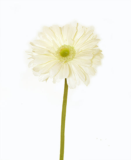 FLOR DE GERBERA 55CM BRANCA Cod: 3221