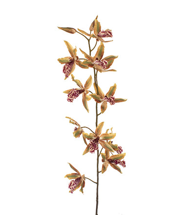 ORQ. ONCIDIUM ODONTOGLOSSUM 109CM VD Cod: 3232