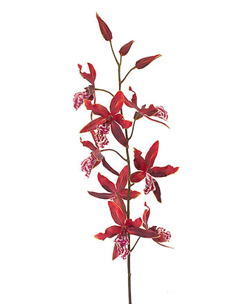 ORQ. ONCIDIUM ODONTOGLOSSUM 80CM VM Cod: 3233