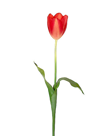 TULIPA HOLANDESA 58 CM  PK Cod: 3234-VM