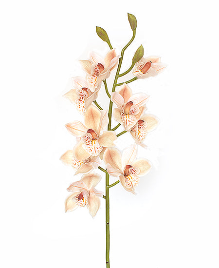 ORQ. CYMBIDIUM 93CM MAUVE Cod: 3245