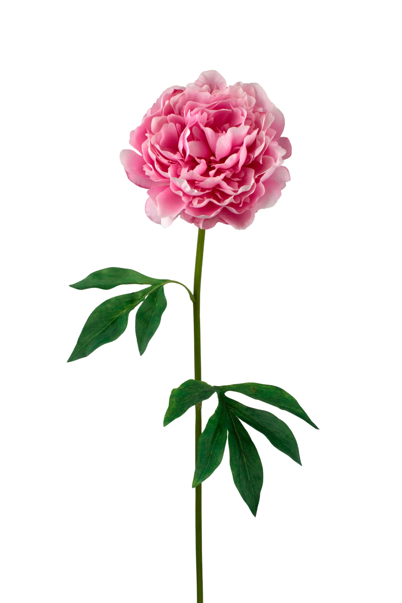 PEONIA PINK 72CM Cod: 3249-PK