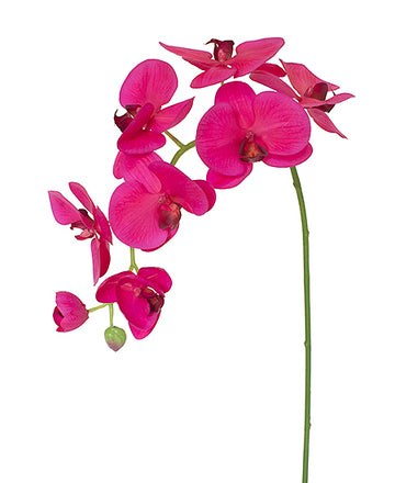 ORQ. PHALAENOPSIS FUCSIA 85CM Cod: 3250FU