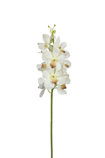 ORQ. VANDA HASTE, 60CM, BRANCA Cod: 3263BR