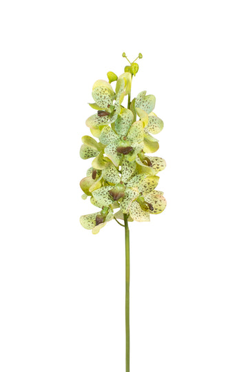 ORQ. VANDA HASTE, 60CM, VERDE Cod: 3263VD