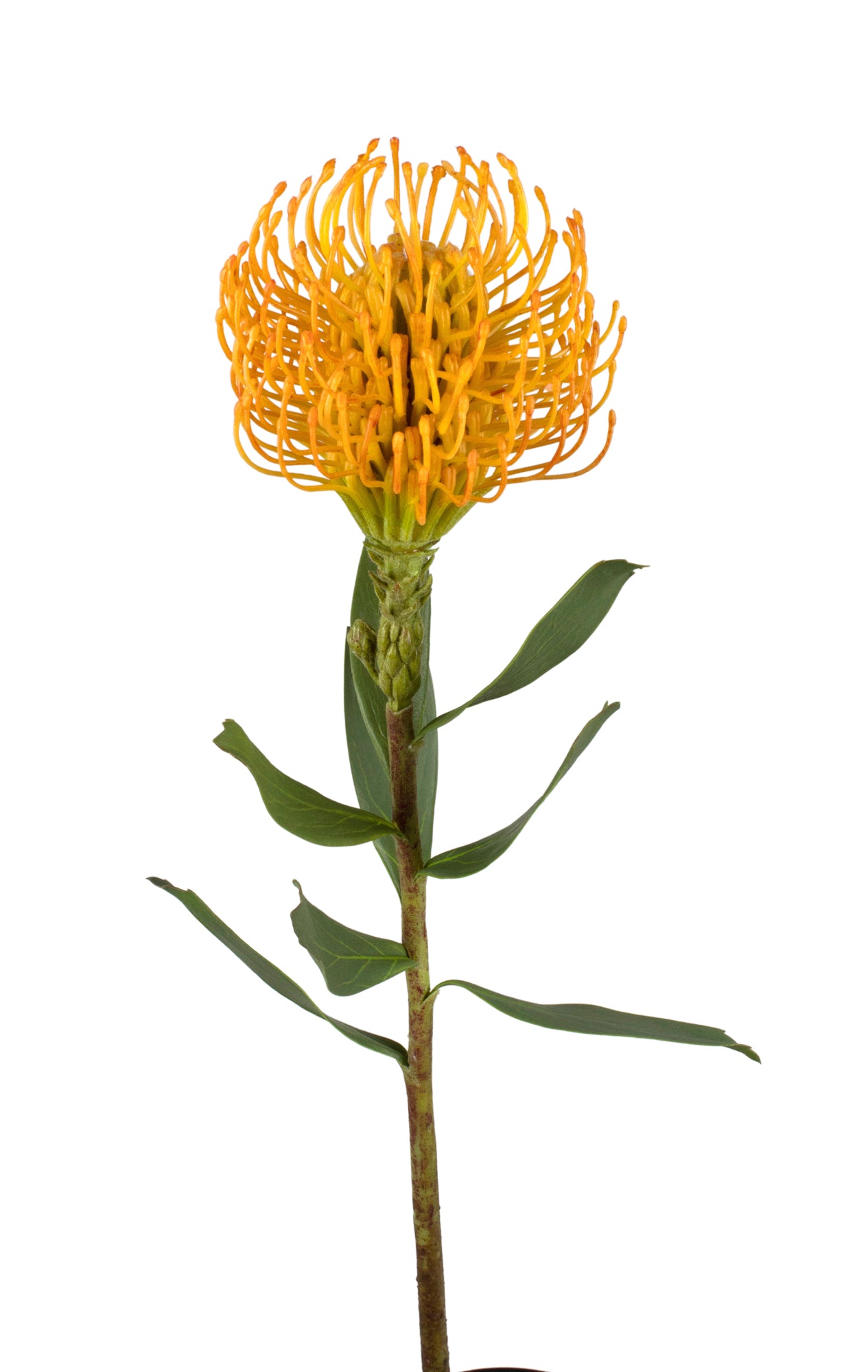 PROTEA PINCUSHION 55CM AMARELA Cod: 3264-AM