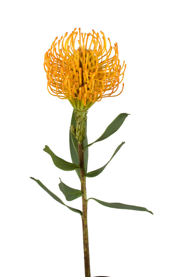 PROTEA PINCUSHION 55CM AMARELA Cod: 3264-AM