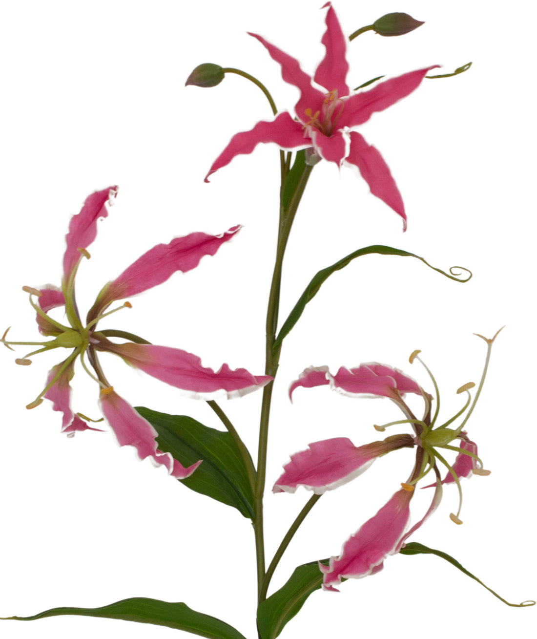 GLORIOSA 75CM FUCSIA Cod: 3265-FU