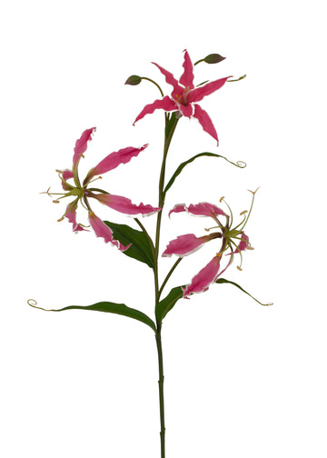 GLORIOSA 75CM FUCSIA Cod: 3265-FU