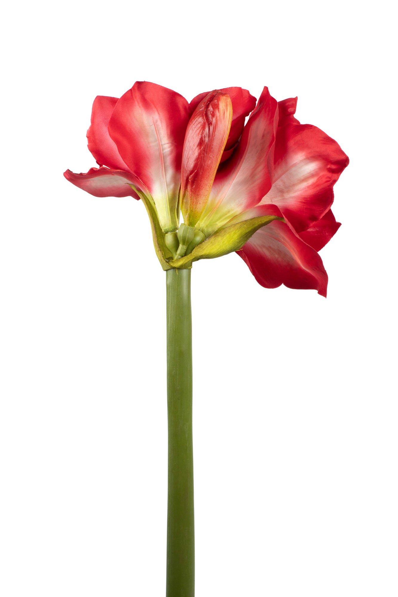 AMARYLLIS 65CM VERMELHA Cod: 3266-VM