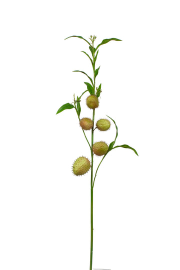 PAPO-DE-ANJO 90CM VD/MAUVE (ASCLEPIAS) Cod: 3269VDMV