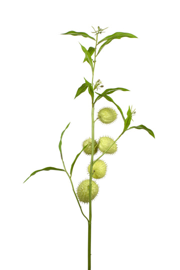 PAPO-DE-ANJO 90CM VD (ASCLEPIAS) Cod: 3269VD