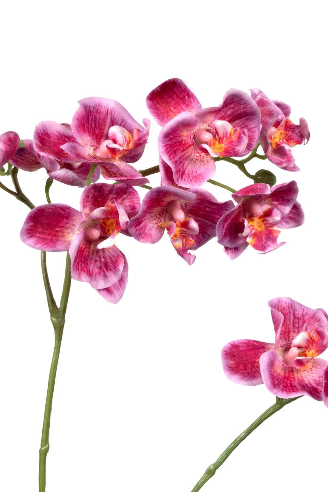 ORQ PHALAENOPSIS MINI 64CM MAGENTA Cod: 3271-FU