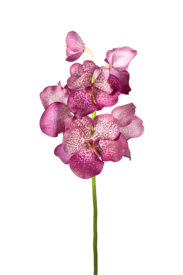 ORQUIDEA VANDA , 67CM FUCSIA Cod: 3276-FM