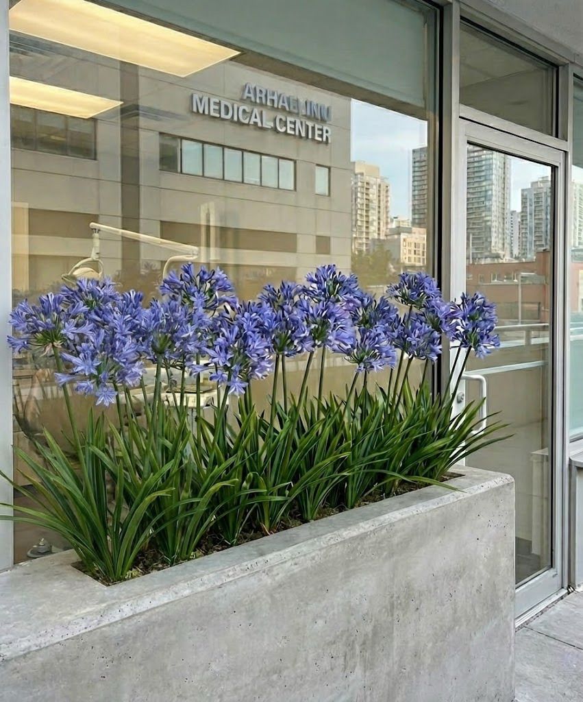 AGAPANTUS 71CM LAVANDA Cod: 3284LV