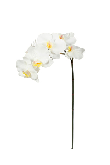ORQ. PHALAENOPSIS TN X8, 78CM, BRANCA Cod: 3287BR