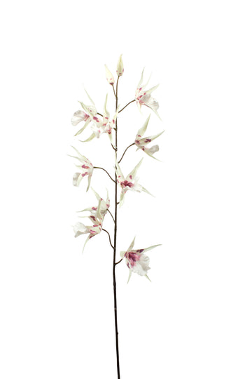 ORQ. ODONTOGLOSSUM BR PK 101CM Cod: 3297BF