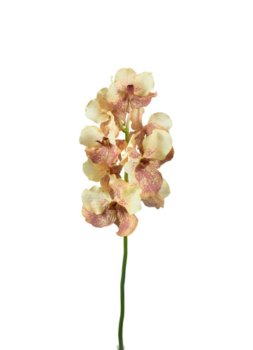 ORQ. VANDA 69CM MOCHA MOUSSE Cod: 3298MM