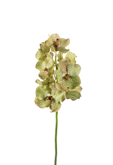 ORQ. VANDA 69CM CHARTREUSE Cod: 3298VD