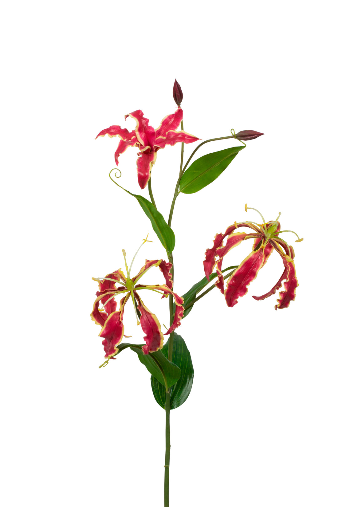 GLORIOSA 75CM MAGENTA Cod: 3301