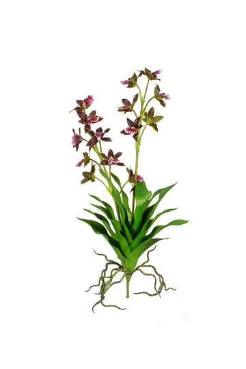 ORQ. DENDROBIUM PLANTA 56CM Cod: 3303