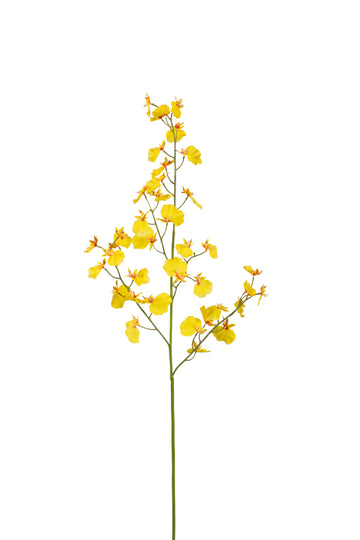 ORQ. ONCIDIUM TN 71CM AMARELA Cod: 3304