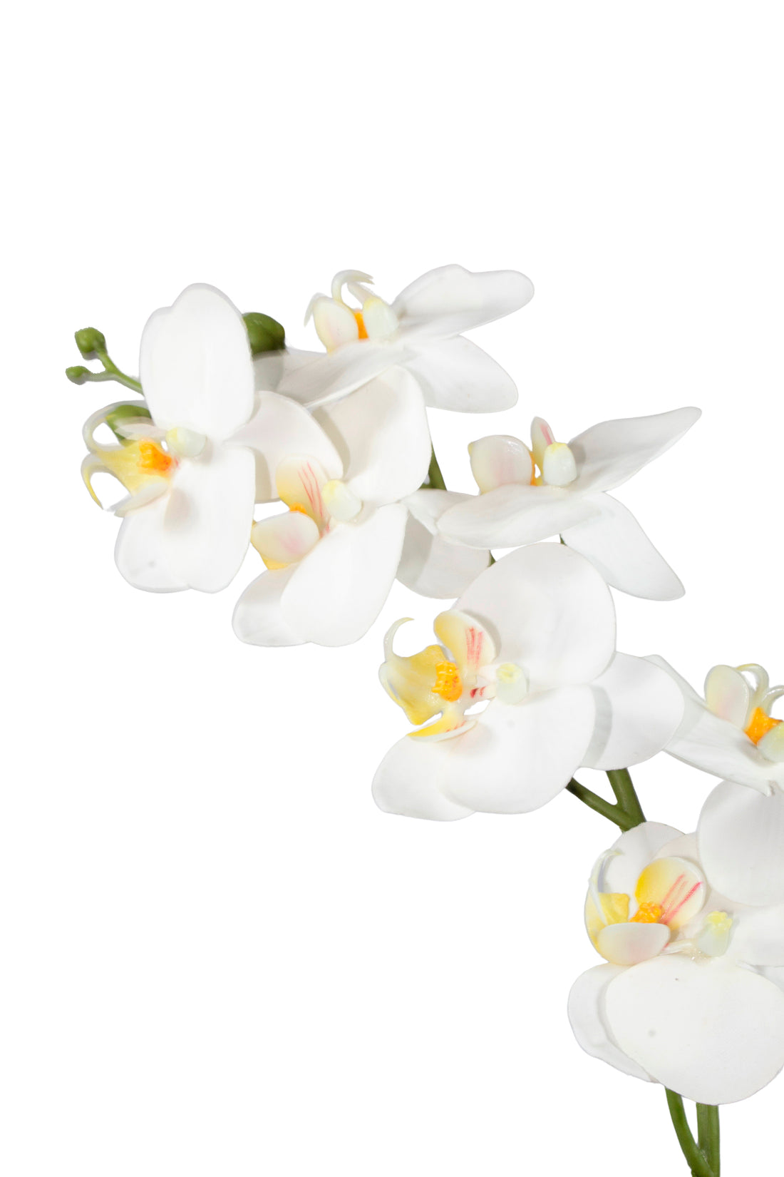 ORQ. PHALAENOPSIS TN 61CM BRANCA Cod: 3305