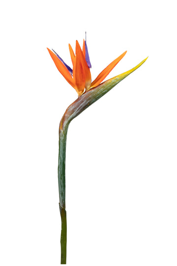 ESTRELITZA FLOR HASTE 95CM LARANJA Cod: 3678*