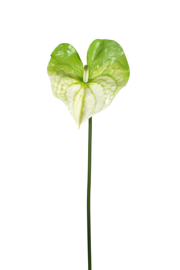 ANTURIO FLOR, 81 CM VERDE Cod: 3681-VB