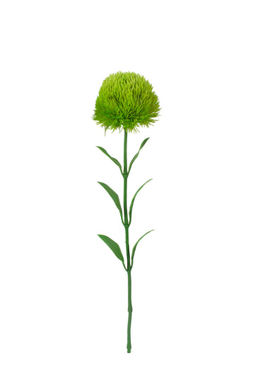 DIANTHUS VERDE 50CM Cod: 3685
