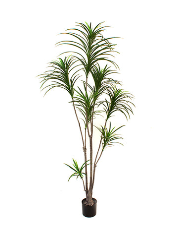 DRACENA MARGINATA EM POTE  PVA 200CM Cod: 5524*