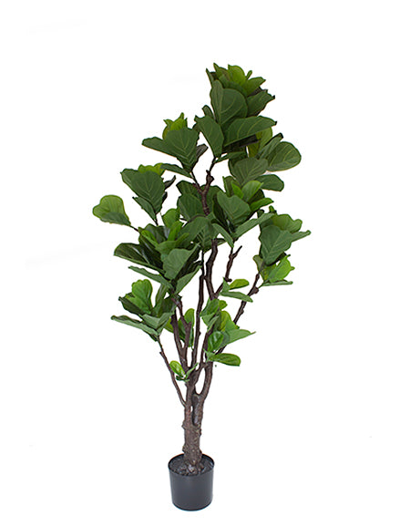 FICUS LIRATA EM POTE  PVA 175CM Cod: 5526*