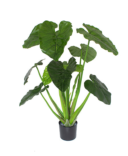 INHAME OU TARO PLANTA EM POTE 120CM Cod: 5531*