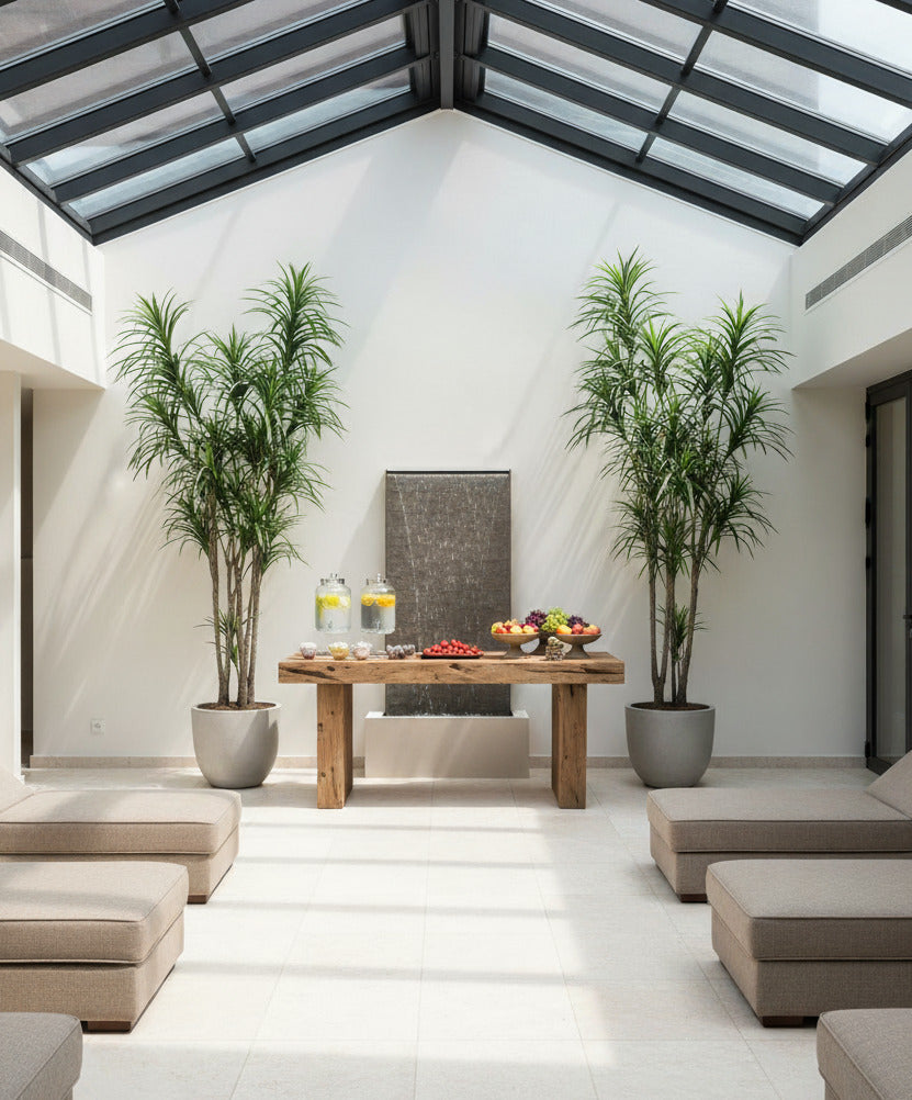 DRACENA MARGINATA EM POTE PVA 254CM Cod: 5535*