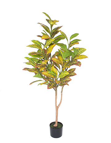 CROTON ÁRVORE EM POTE 130CM VD Cod: 5541*