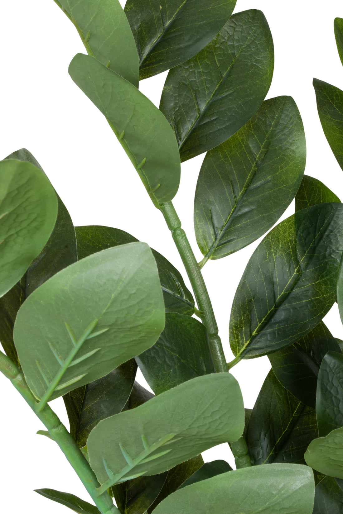 ZAMIOCULCAS X9 EM POTE PVC, 100CM Cod: 5542*