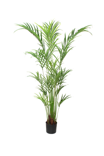 PALMEIRA KENTIA EM POTE PVC 198CM Cod: 5562