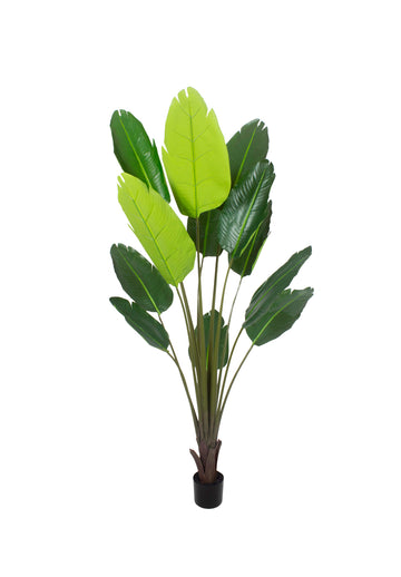 RAVENALA X12 EM POTE 195CM Cod: 5566