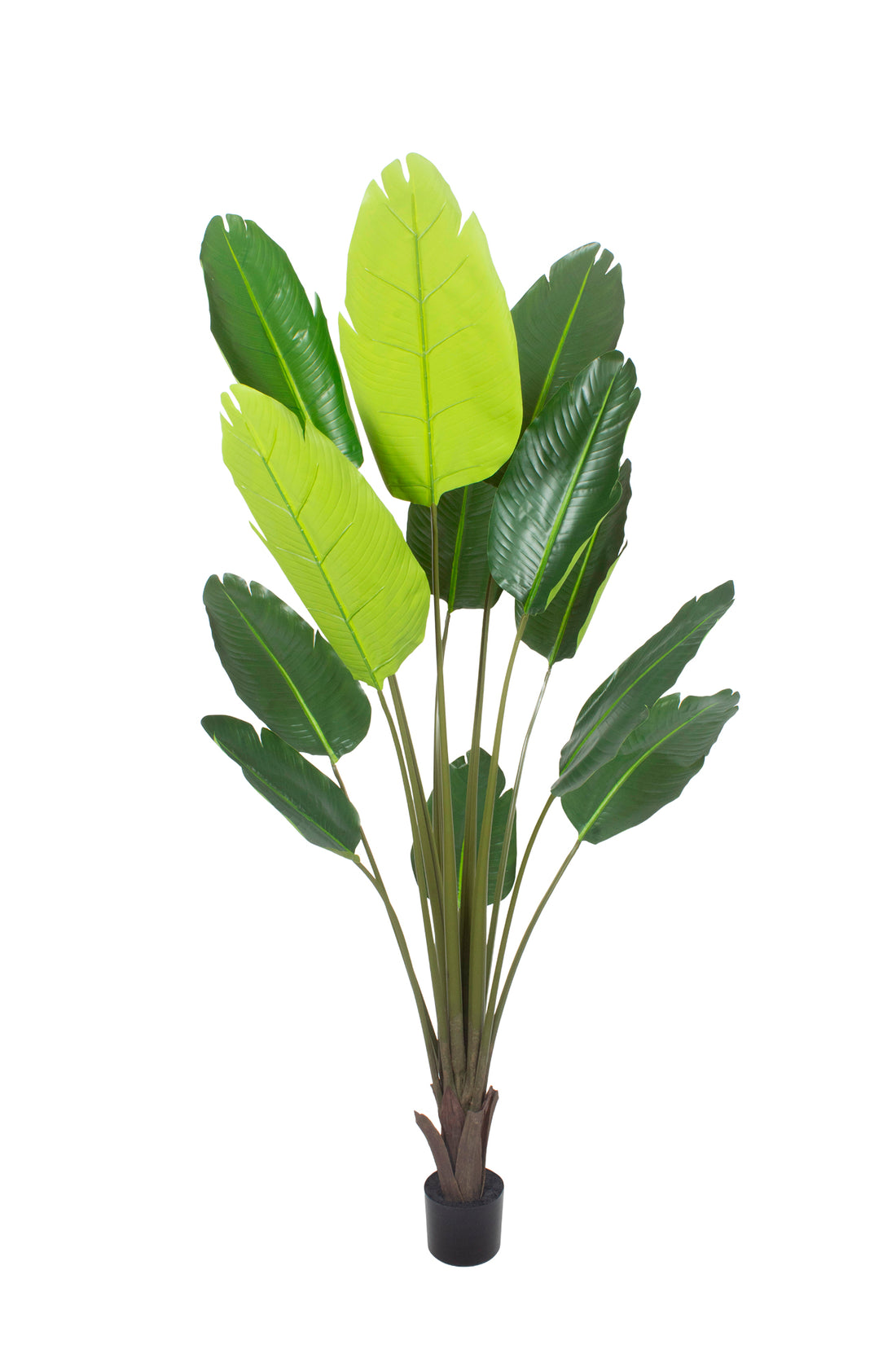 RAVENALA X12 EM POTE 195CM Cod: 5566