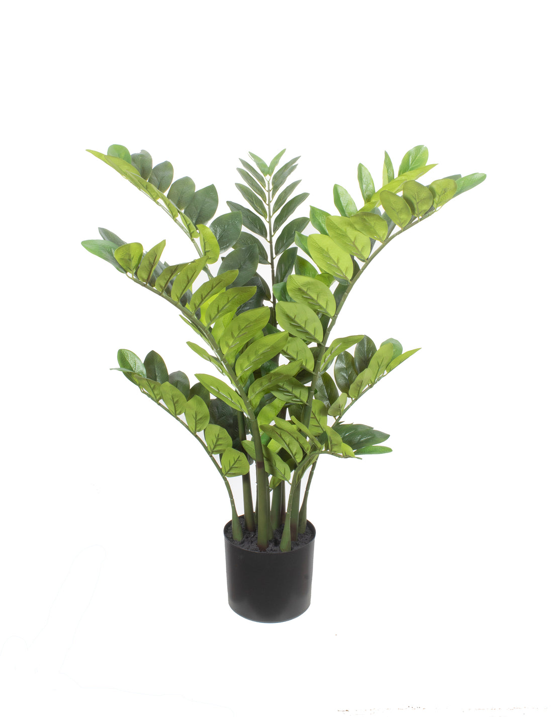 ZAMIOCULCAS EM POTE 75CM Cod: 5568