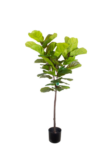 FICUS LIRATA EM POTE 140CM Cod: 5571