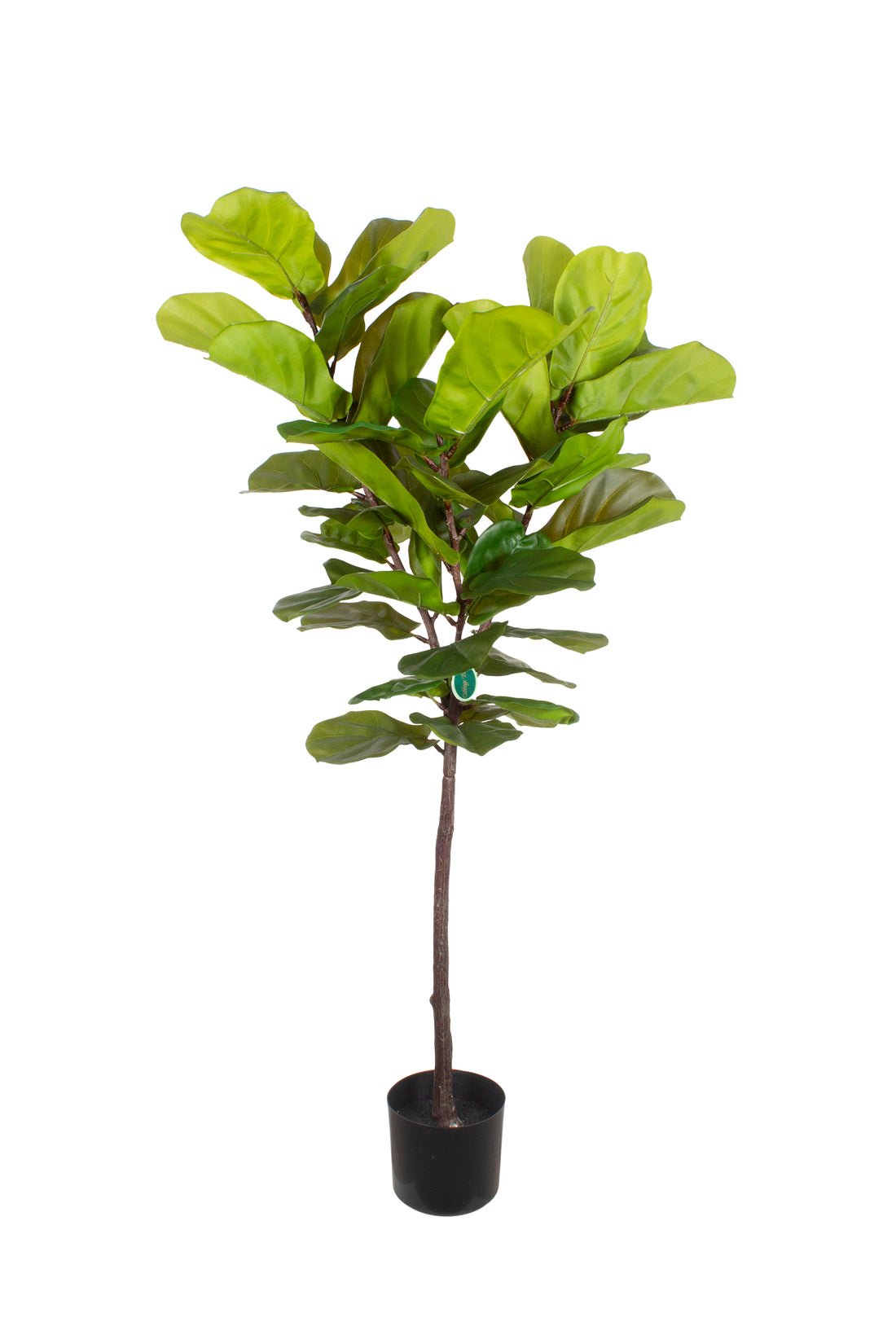 FICUS LIRATA EM POTE 140CM Cod: 5571