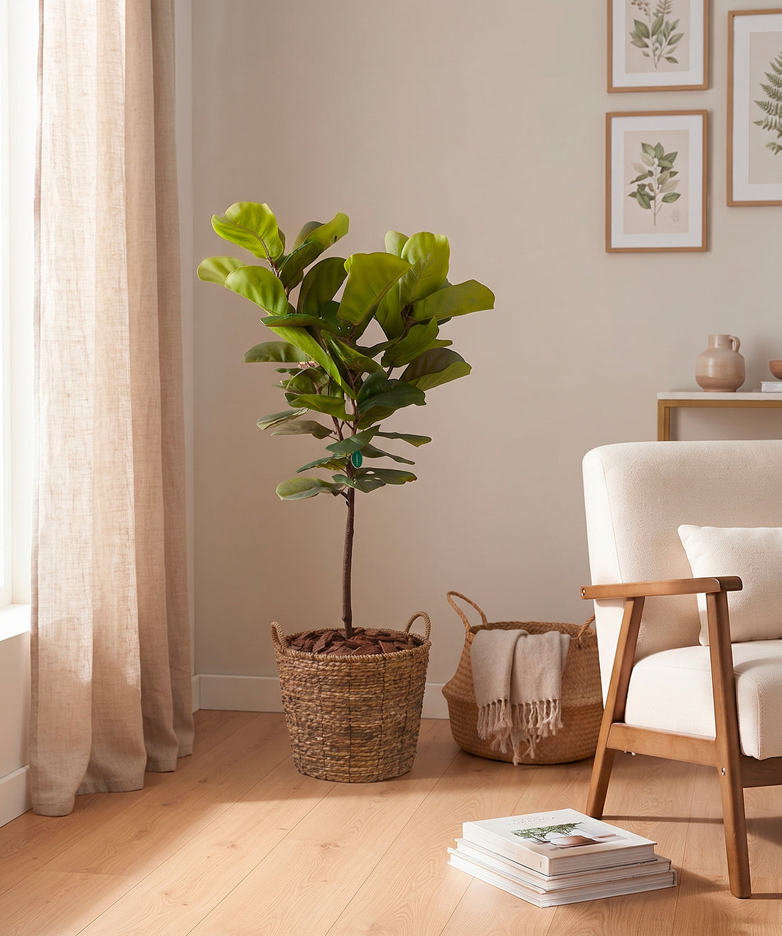 FICUS LIRATA EM POTE 140CM Cod: 5571
