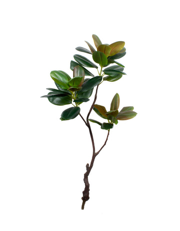 FICUS ELASTICA CLOE 130CM Cod: 5572